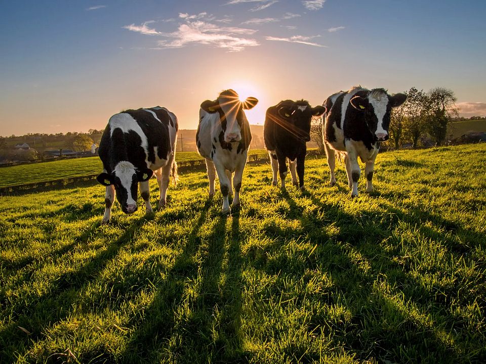 cows grazing on commons land